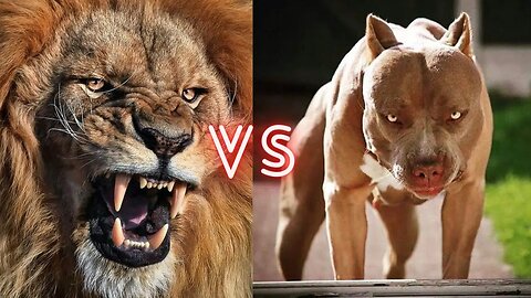 video de combat lion vs pitbull