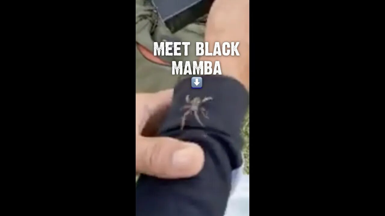 Meet Black Mamba #philippines #spiderderby