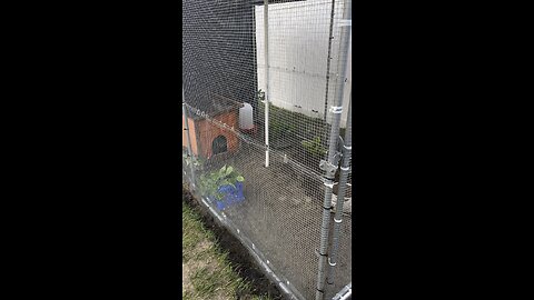 Quail Aviary