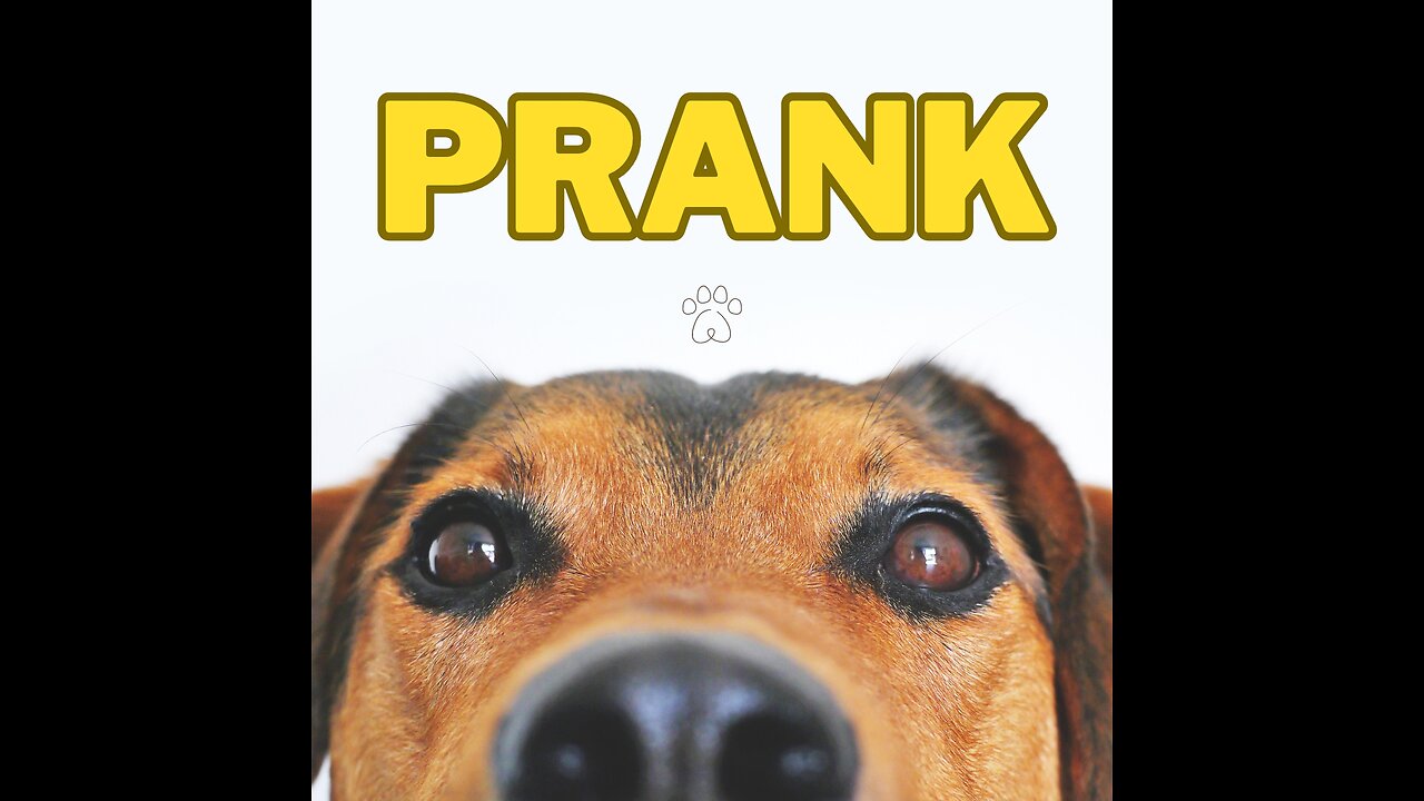 animal prank fun