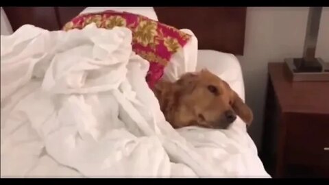 Golden Retriever - Breakfast in Bed at a hotel