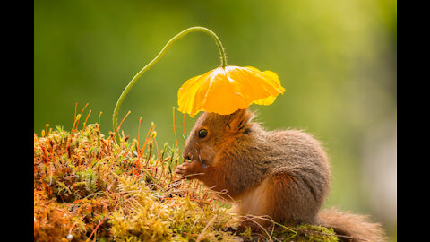 Cutest Squirrels Ever! Adorable Squirrels'