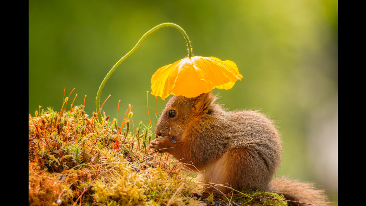 Cutest Squirrels Ever! Adorable Squirrels'