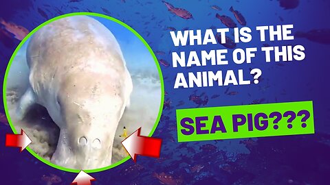 What is the name of this animal? some say it's a sea pig