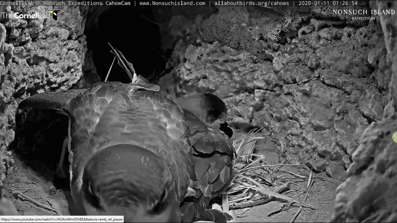 About an hour after Mrs. Cahow arrived home on 1-10, she laid an egg. 1-11-20