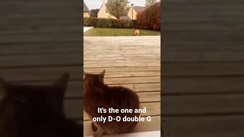 MEME is the one and only D-O double G #shorts