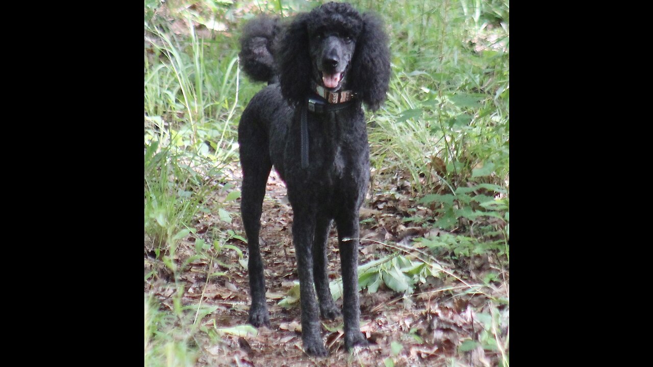 Poodle refuses junk food. Only ice cream will do!