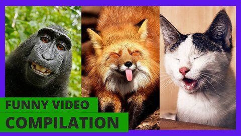 Best Funny Animal Videos of the year 2023