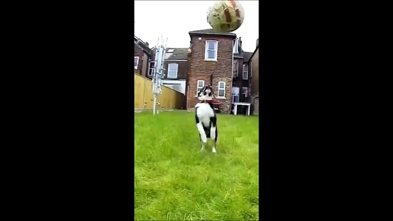 funny videos dogs and cat's comedy animals 2024