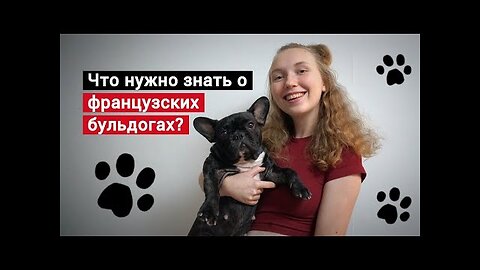 📹 5 фактов о французских бульдогах. Посмотрите это видео перед покупкой собаки