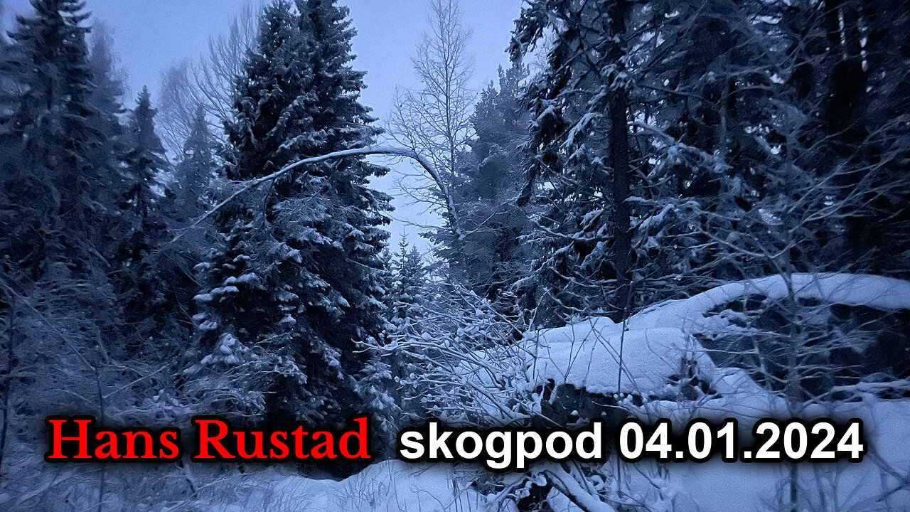 Skogpod 4. januar 2024