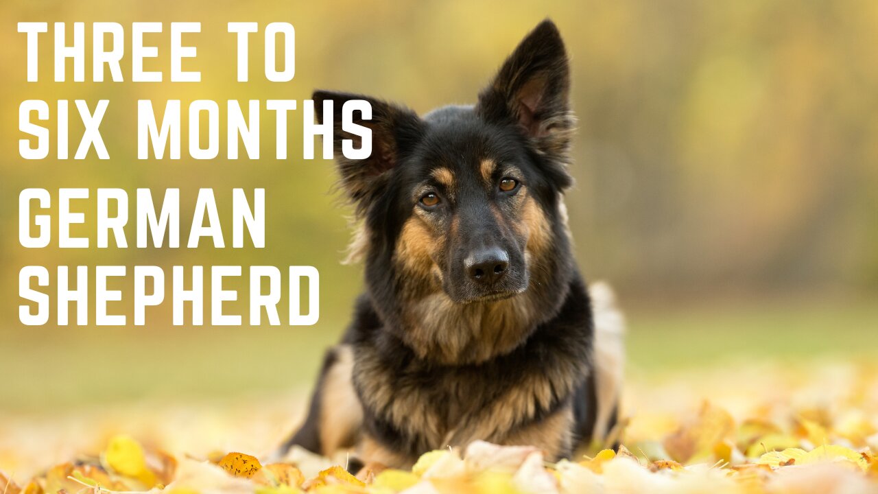 Three to six months old German Shepherd puppy