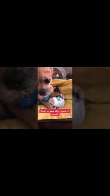 Cutest & Funny Dog Videos| Try Not To Laugh| #shorts