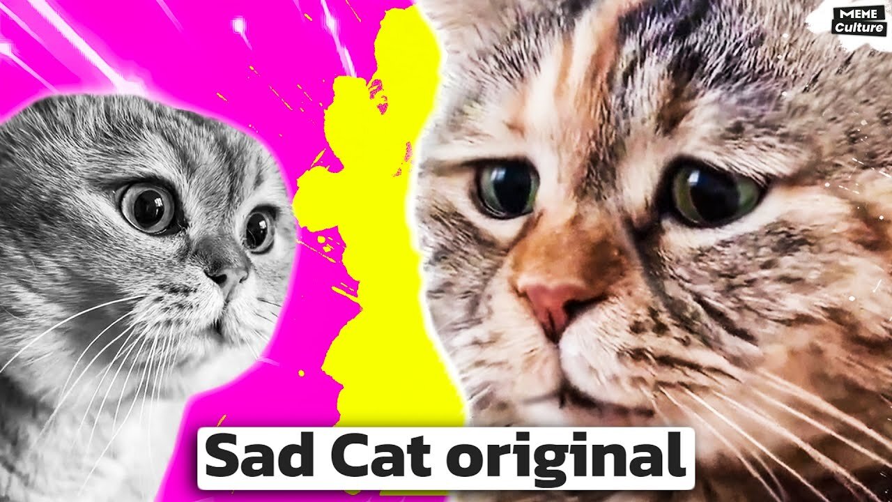 Sad cat video, with funny world best pet animal