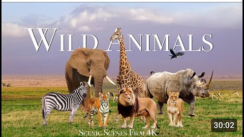 Amazing Scene of Wild Animals In 4K - Scenic Relaxation Film