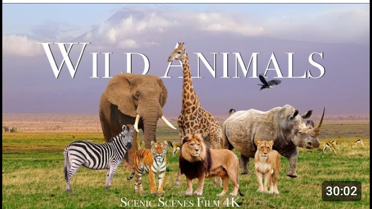 Amazing Scene of Wild Animals In 4K - Scenic Relaxation Film