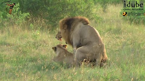 WILDlife: Wild Lion Loving