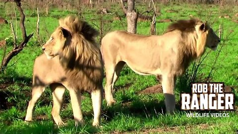 Othawa Male Lions | Sons Of The Mapogo Lions | My Final Sighting | Archive Footage