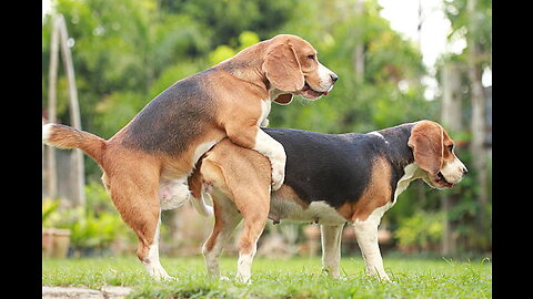 How dogs sex with each other ,,,.. very funny and important video