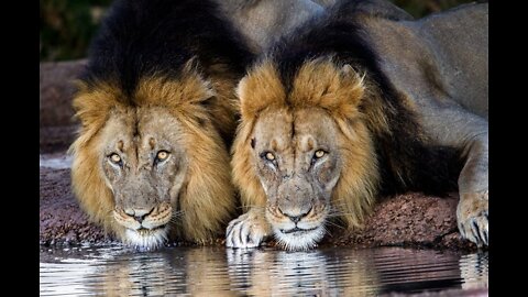 Nomadic Lion Coalition ( The Brothers ) HD