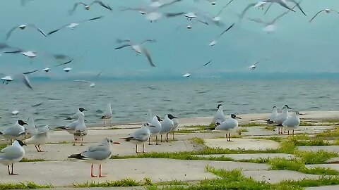 Beautiful Birds, Enchanting Bird Sounds, and Nature's Splendor 🐦