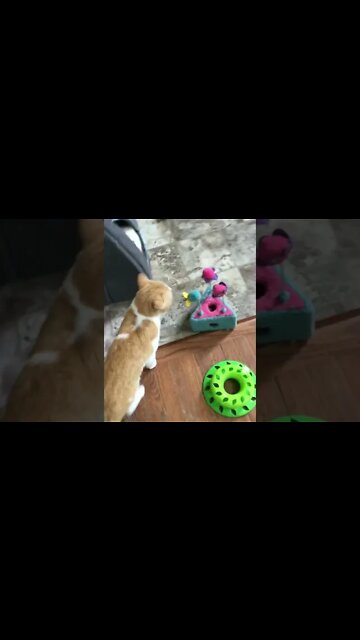 Adorable Oliver Cat Whines And Apologizes! (2022) #Shorts 😻