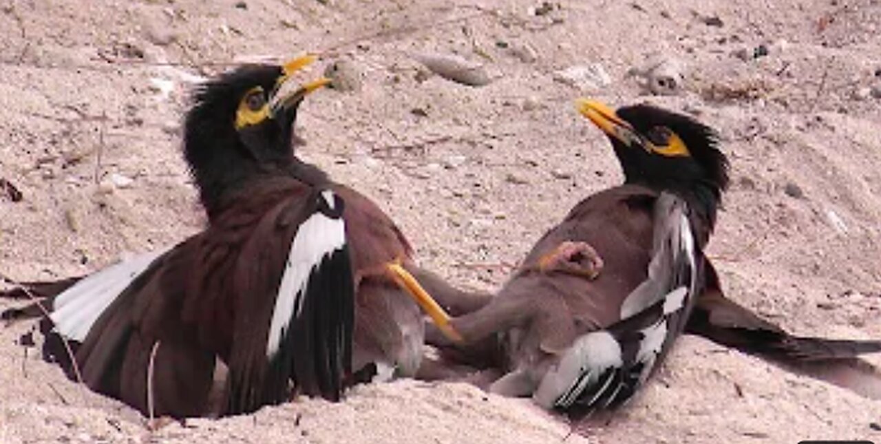 Group of Birds Fighting Common Myna wild myna Acridotheres tristis