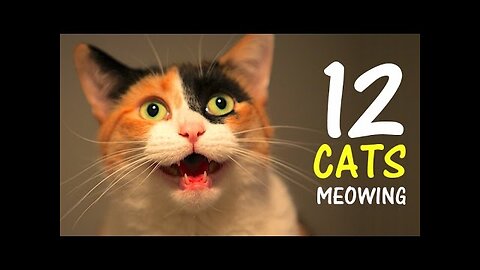 12 CATS MEOWING LOUDLY | Make your Cat Go Crazy! 2.0 HD