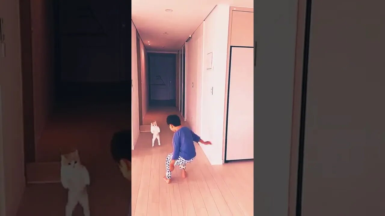 if suddenly kitten afraid what is she doing