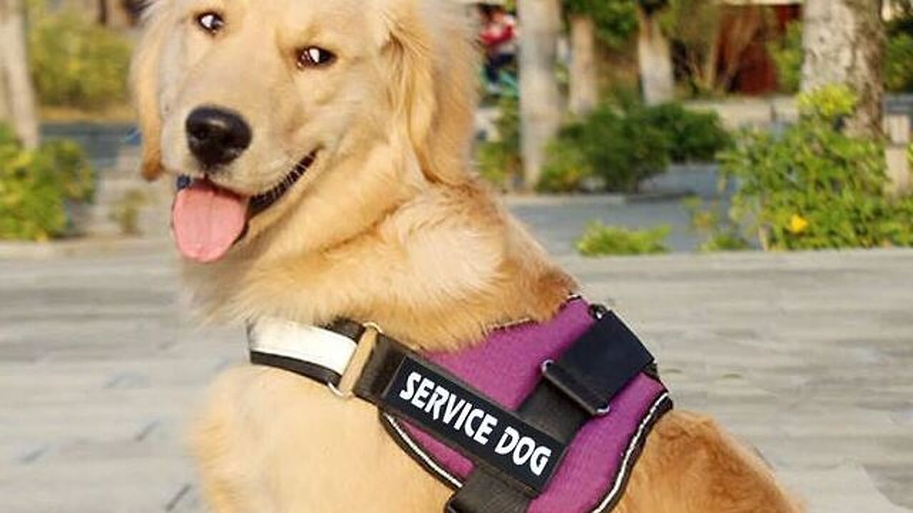 Reflective Breathable Adjustable Dog Harness Vest