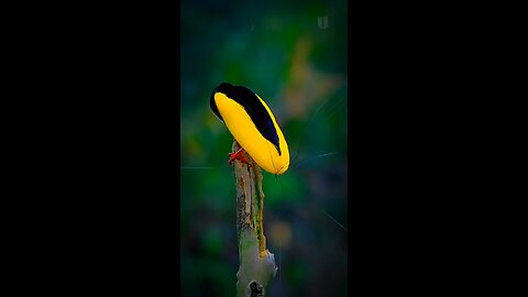 Twelve-wired bird-of-paradise short fact!