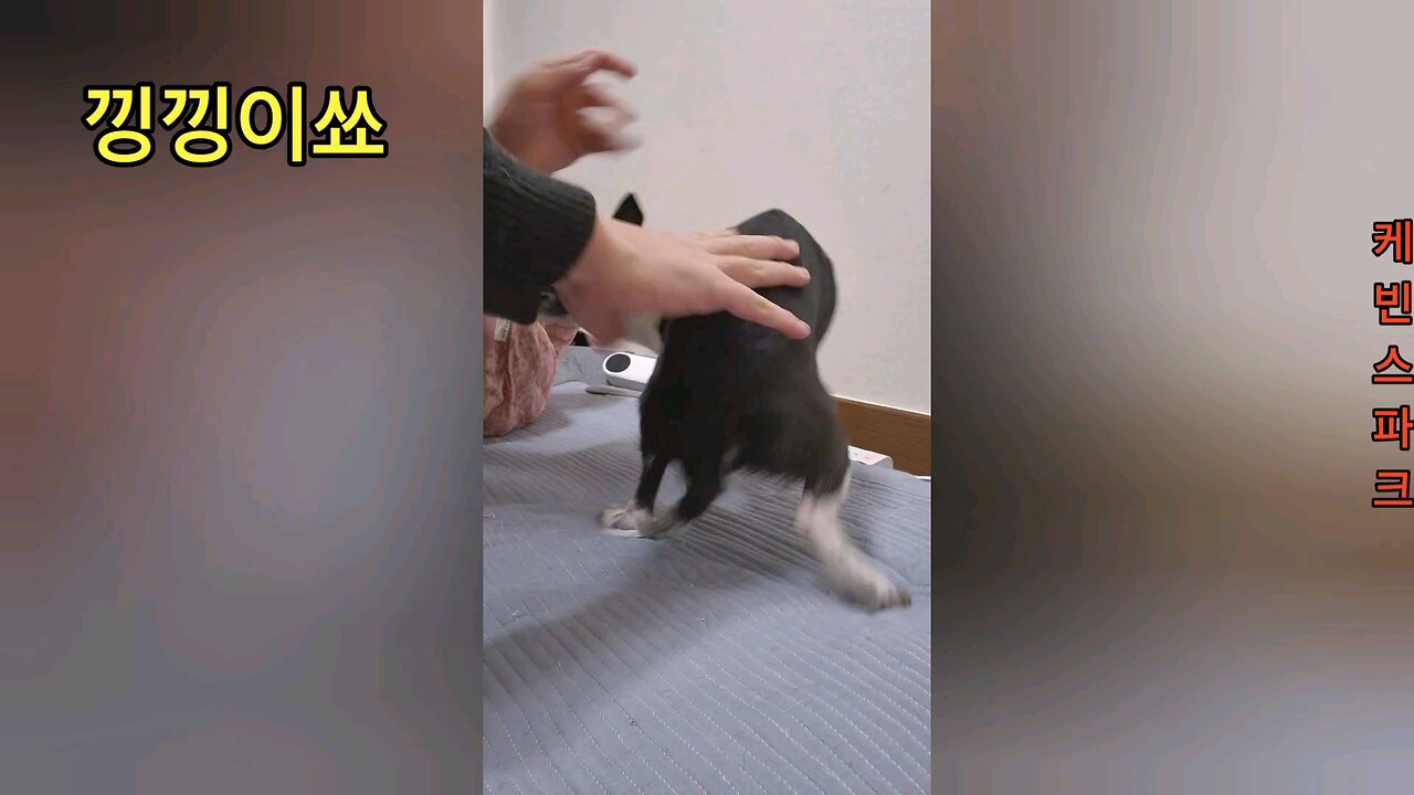 낑낑이쑈