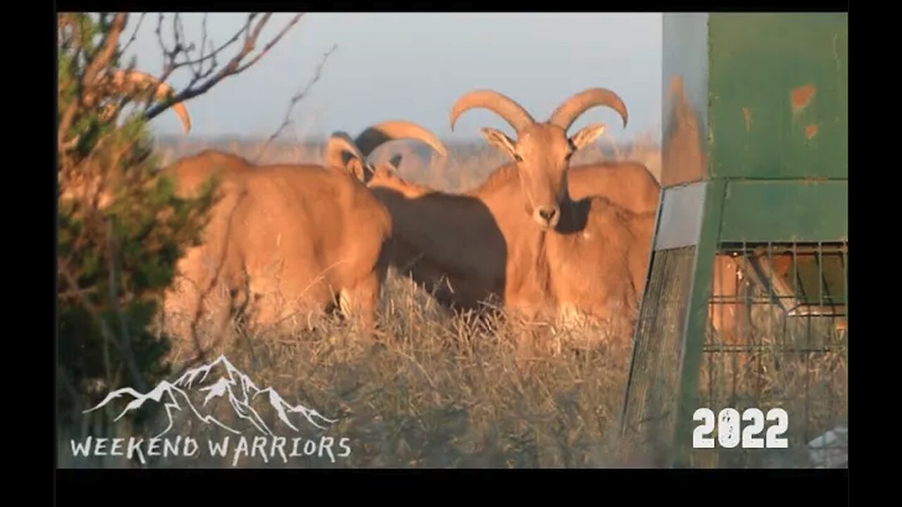 Bowhunting Aoudad | Palo Duro Caynon | West Texas Aoudad