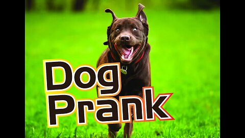 Funny Dog Prank