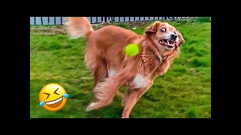 Funny Animal Videos 2023 🥰 - Funniest Dogs and Cats Videos