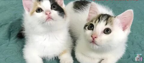 Cute Kittens - Funny and Cute Cat Videos Compilation 2023