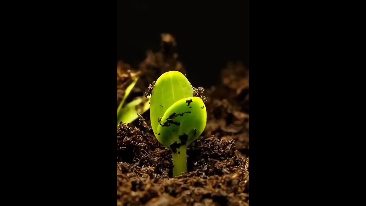 New buds