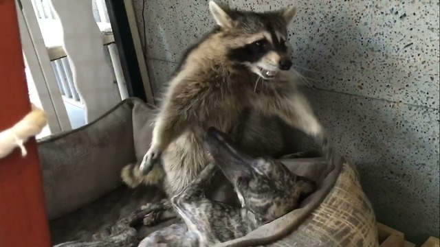 Dog and raccoon share incredible bond