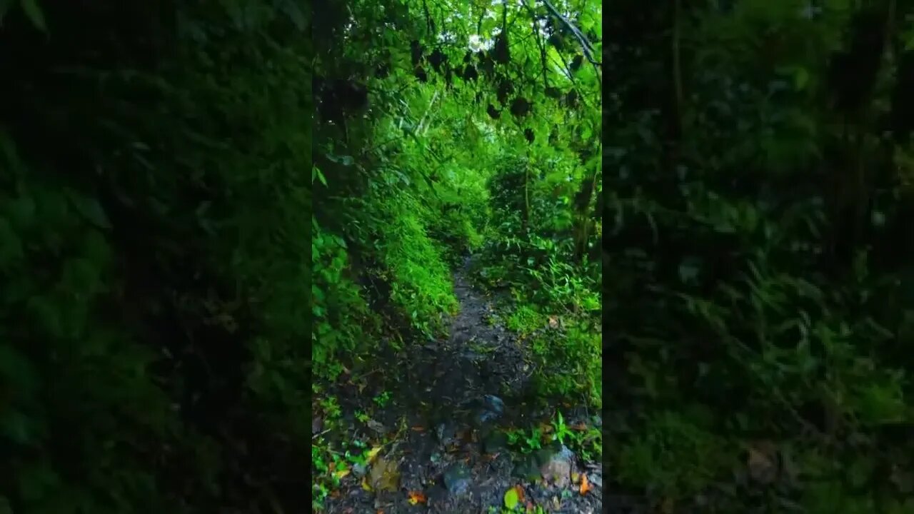 nature#explore the jungle#shorts