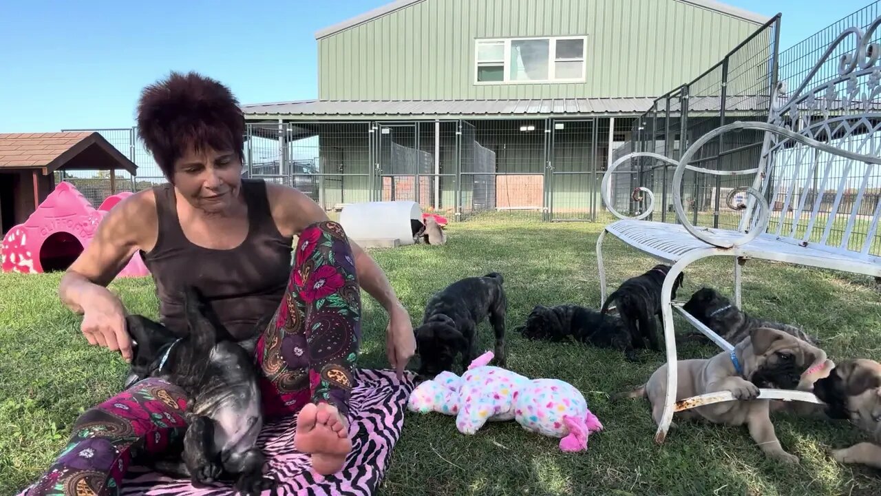 Ch rose puppies on sunny Sunday ! 10-22-23