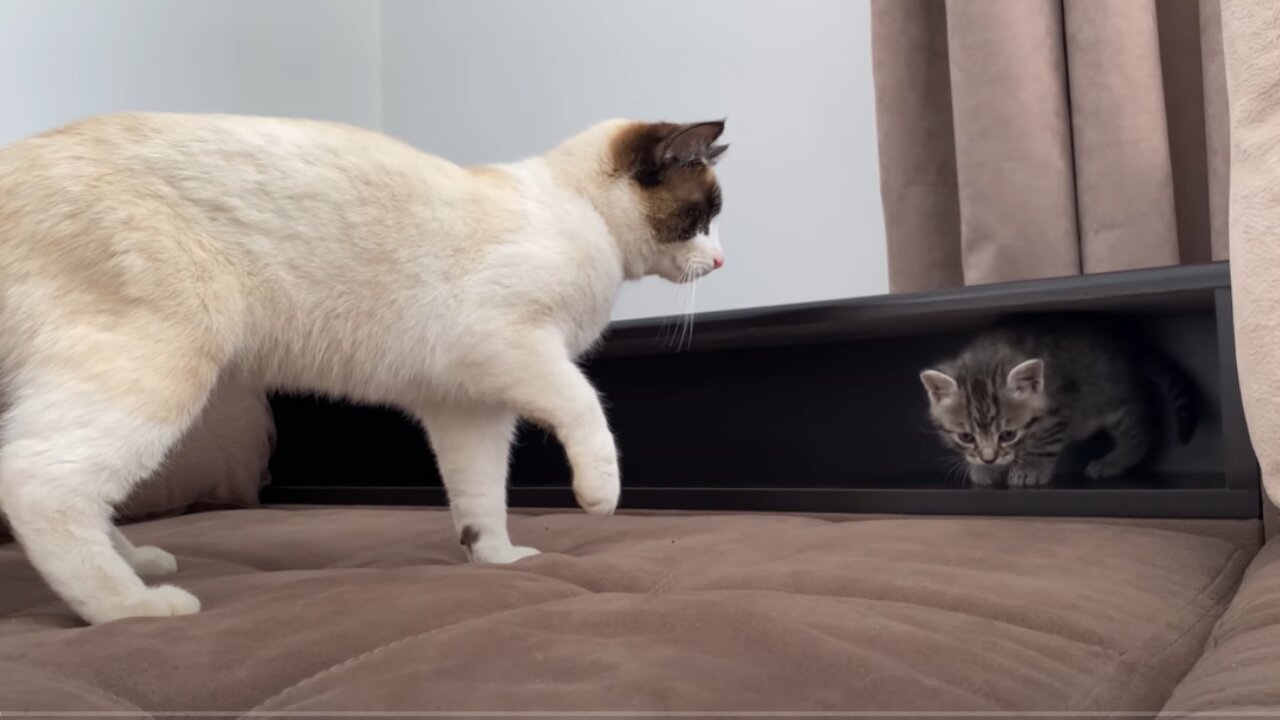 Funny Cat Reaction to New Baby Kitten