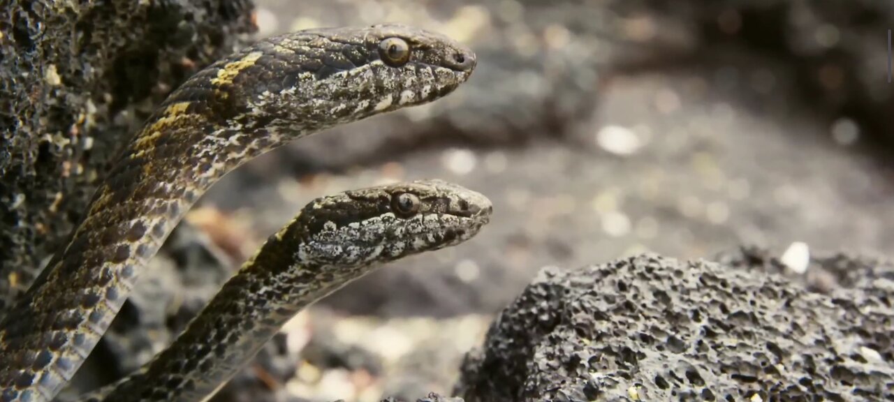 Iguana vs Snakes The Ultimate Survival