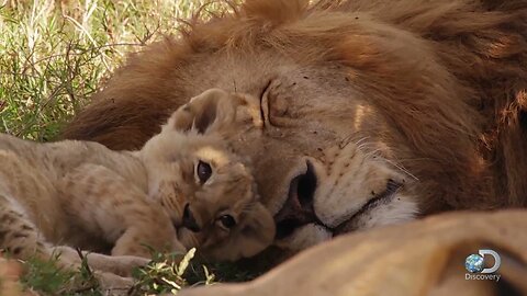 Adorable Lion Cubs Frolic as their Parents Look On