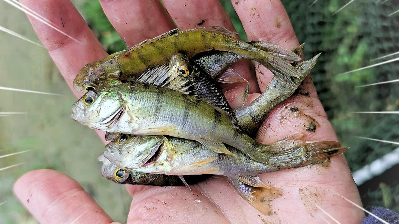 European Perch SOS, Saving fish from a disappearing stream