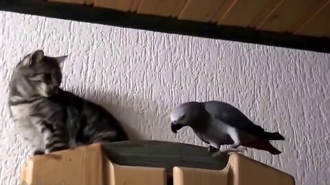 funny bird best - parrot vs cat - funny parrots