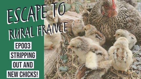 Escape to rural France - Stripping out and new chicks! EP003