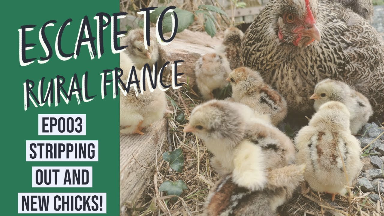 Escape to rural France - Stripping out and new chicks! EP003