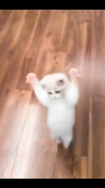 The cat is walking with its hands up