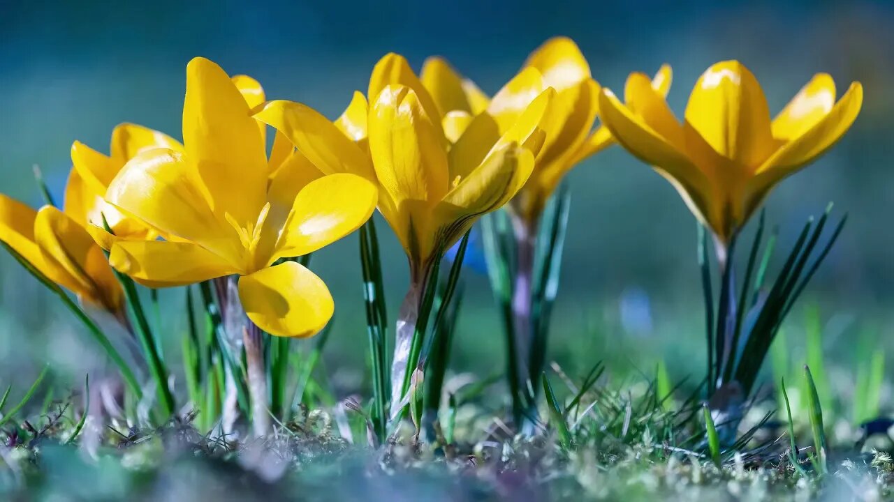Beautiful Piano Music ~ Relaxing Music for Studying, Relaxation or Sleep