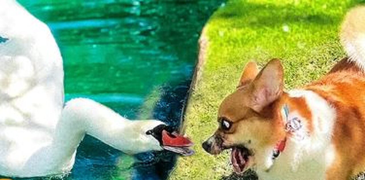 swan shows dog who's boss!
